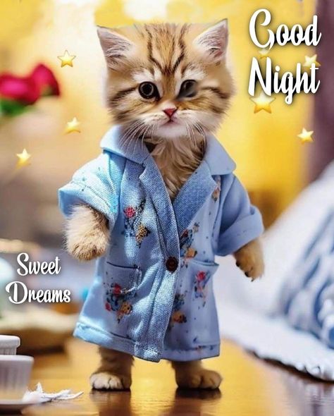 Kitty In Robe - Good Night Pictures, Photos, and Images for Facebook, Tumblr, Pinterest, and Twitter Cat Lockscreen, Funny Good Night Pictures, Caine Husky, Funny Good Night Images, Good Night Pictures, Cute Cat Quotes, Good Night Friends Images, Good Night Cat, Good Night Funny