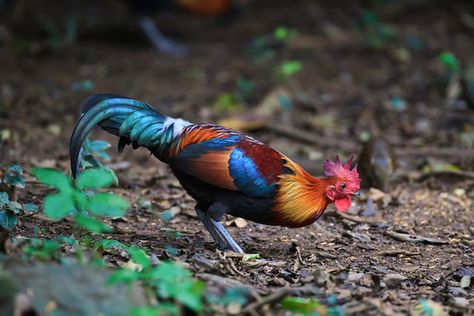 A wild junglefowl in Thailand. Hen Or Rooster, Hen Painting, Jungle Fowl, Hen Art, Hen And Rooster, Wild Chicken, Rooster Illustration, Basic Anatomy, Chicken Pictures