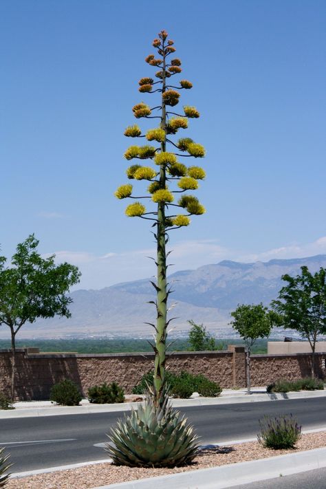 Agave Flower, Blue Agave Plant, Agave Americana, Coiba, Agave Plants, Century Plant, Tall Flowers, Agave Plant, Desert Garden