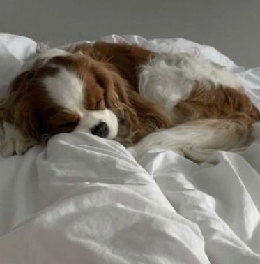 Tattoos Dog, Big Dogs Breeds, Biggest Dog In The World, Biggest Dog, Cute Fluffy Dogs, Cavalier King Charles Dog, Puppies Cute, King Charles Dog, Really Cute Puppies