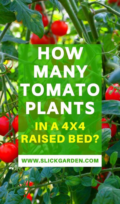 How Many Tomato Plants In A 4x4 Raised Bed? | Slick Garden What To Plant With Tomatoes Raised Beds, 4x4 Garden Bed Layout, Raised Bed Tomatoes, 4x4 Garden Bed Plan, Raised Tomato Beds, 4x4 Raised Garden Bed, Square Foot Gardening Plans, Planting Raised Garden Beds, Raised Bed Garden Layout