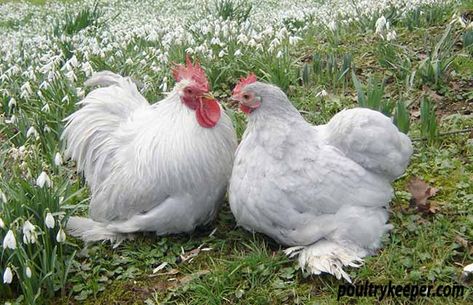 Lavender Pekin Bantams Lavender Orpington, Chicken Hatching, Wyandotte Chicken, Laying Chickens Breeds, Best Egg Laying Chickens, Bantam Chickens, Egg Laying Chickens, Fancy Chickens, Beautiful Chickens