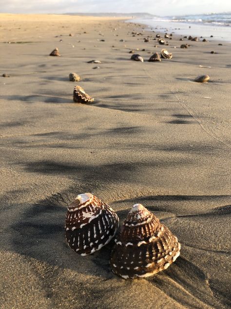 Imperial Beach San Diego, Beach San Diego, Imperial Beach, San Diego Beach, San Diego County, Places Ive Been, San Diego, Shells, California