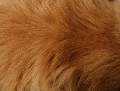 Fur Golden Retriever Grooming, Pillars Of Eternity, Golden Retriever Mix, Fur Texture, Monkie Kid, Gold Aesthetic, Golden Retriever Puppy, Retriever Puppy, Woodland Creatures