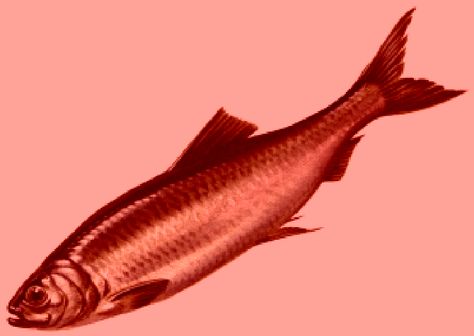 Awesome Wiki Pages Golden Fish, Red Herring, Red Art, Red Fish, Designer Clothing, Fish, For Women, Red, Art