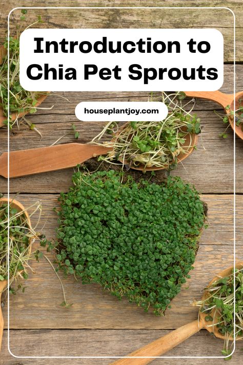 🌱 Beyond their decorative charm, Chia Pet Sprouts hold a secret: a treasure trove of nutrients! 💪 Discover the incredible array of health benefits packed into these tiny sprouts that have been a part of our popular culture for decades. 🌿 #ChiaPetSprouts #NutrientPowerhouse #HealthyLiving 🌟 Sprout Chia Seeds, Chia Sprouts, Using Chia Seeds, Chia Pet, Novelty Items, Grow Your Own, Chia Seeds, Popular Culture, Sprouts