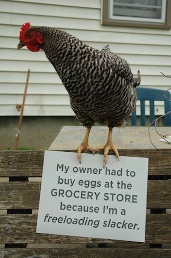 Chicken Shaming, Animal Shaming, Dog Shaming, Funny Pets, Hunter Jumper, Chicken Humor, Raising Chickens, A Chicken, Chickens Backyard