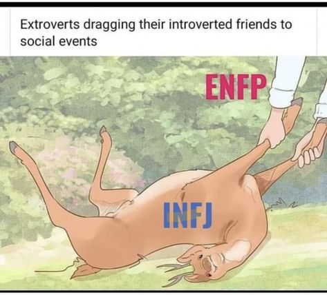 Enfp Infj, Enfp And Infj, Infj Traits, Infj Humor, Infj Psychology, Mbti Type, Enfp Personality, Intj And Infj, Infj Type