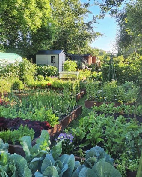 Country Kitchen Ideas, Country Vibes, Adam Jones, Future Farms, Veg Garden, Vegetable Garden Design, Kitchen Design Ideas, Dream Backyard, Veggie Garden