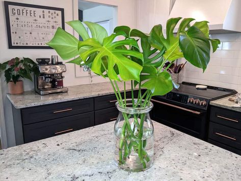 Rooting Monsteras in Water: Step By Step Instructions - The Healthy Houseplant Water Rooting Plants, Monstera Propagation Water, Monstera In Water, Monstera In Water Vase, Houseplants In Water, Transplanting Monstera, Water Step By Step, Water Propagation Monstera, Monstera Air Roots