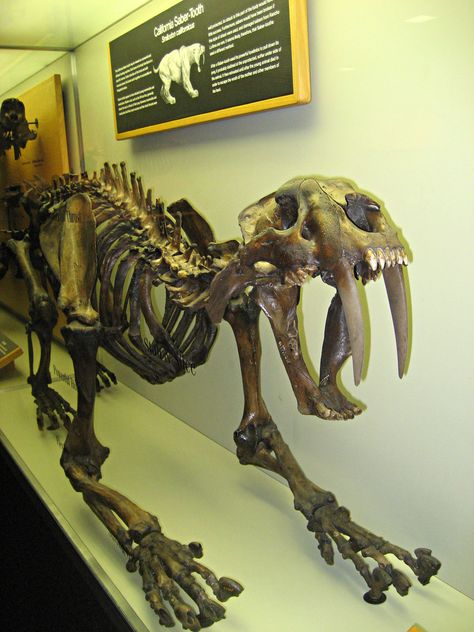 Saber-tooth Skeleton Sabertooth Tiger Skeleton, Saber Tooth Skull, Sabertooth Skull, Saber Tooth Tiger Skull, Sabertooth Tiger, Mythological Animals, Animal Skeletons, Prehistoric World, Dinosaur Skeleton