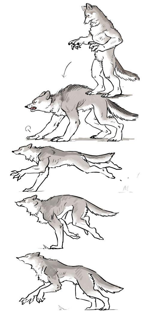 Anime Vs Manga, Werewolf Drawing, Werewolf Aesthetic, Werewolf Art, Canine Art, Creature Drawings, Mythical Creatures Art, Creature Concept Art, Creature Concept