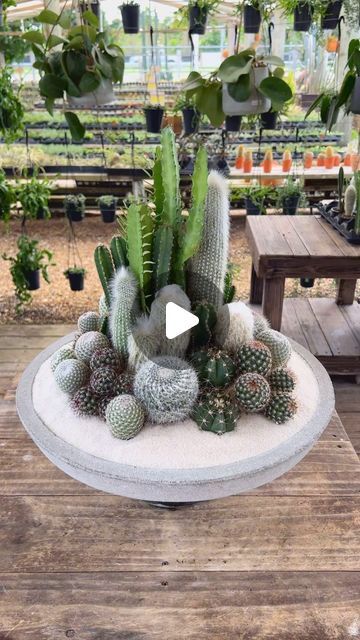 Cactus Arrangements, Cacti Garden, Cactus Arrangement, Moss Garden, Cactus Plant, Succulent Arrangements, Cactus Garden, 1k Views, Urban Jungle