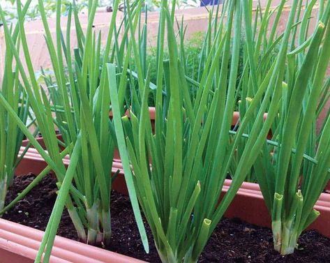 Planting Green Onions, Spring Vegetable Garden, Green Onions Growing, Growing Vegetables Indoors, Growing Vegetables In Pots, Indoor Kitchen, Bucket Gardening, Seaside Garden, Vegetable Garden Raised Beds