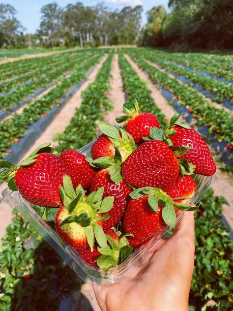 Kebun Strawberry Aesthetic, Kebun Strawberry, Strawberry Field, Rose Flower Arrangements, Strawberry Farm, Strawberry Fields Forever, Berry Picking, Strawberry Garden, Funny Baby Memes