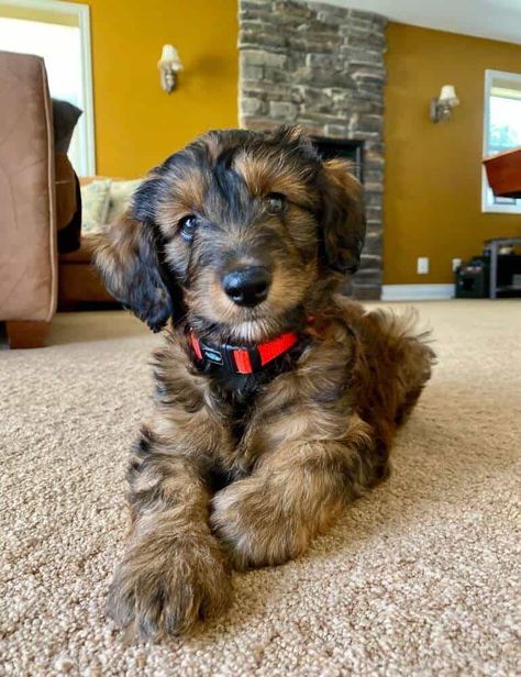 Mini Doodle Mixes, Mini Aussiedoodle Haircut, Mini Ausidoodle, Mini Aussiedoodle Full Grown, Mini Doodle Dog, Aussiedoodle Mini, Mini Aussie Doodle, Toy Aussiedoodle, Miniature Aussiedoodle