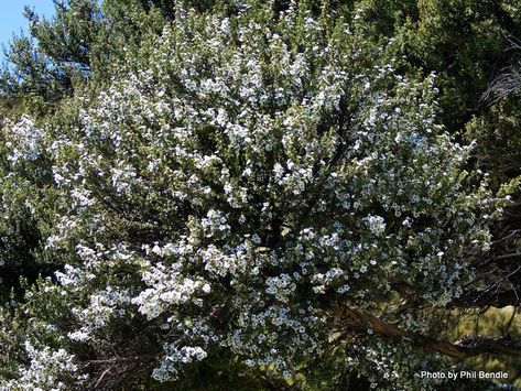 What is Manuka? | Nightsky Cottage Manuka Plant, Leptospermum Scoparium, Lifestyle Block, Manuka Tree, Medicine Garden, Types Of Honey, Research Analysis, Plant Magic, Manuka Honey