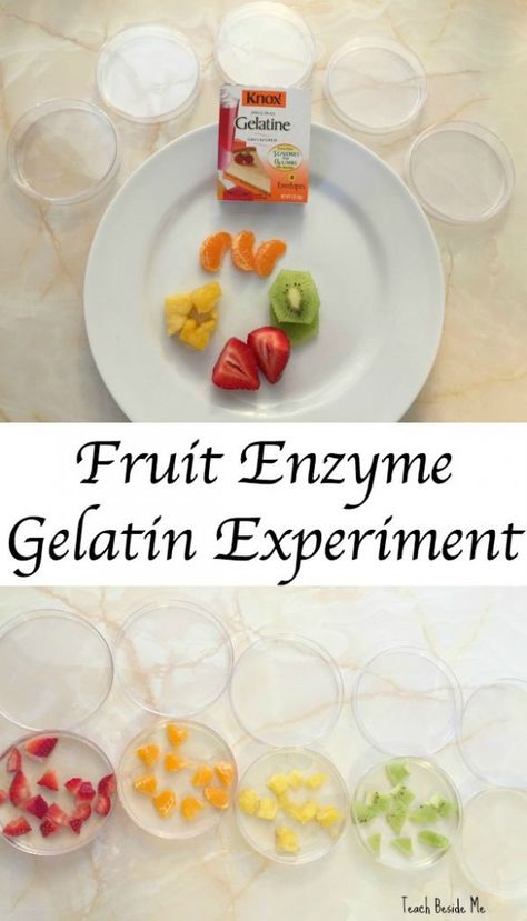 Fruit Enzyme Gelatin Experiment Vetenskapliga Experiment, Biology For Kids, Biology Experiments, Kitchen Science Experiments, Kitchen Science, Science Experiments For Kids, Nutrition Activities, Experiments For Kids, Biology Labs