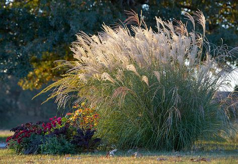 Maiden Grass Ideas, Maiden Grass Landscaping Ideas, Silver Grass Plants, Maiden Grass Landscaping, Cozy Yard, Wildlife Garden Design, Garden Grasses, Texas Gardens, Fall Blooming Flowers