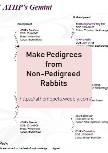 It is possible to created pedigreed rabbits from non-pedigreed rabbits.  This is how to do it. Rabbit Pedigree Chart Printable Free, Rabbit Pedigree Template, Holland Loo, Rabbitry Setup, Rabbit Pedigree, Rabbitry Ideas, Rabbit Keeping, Chinchilla Rabbit, Farm Tips