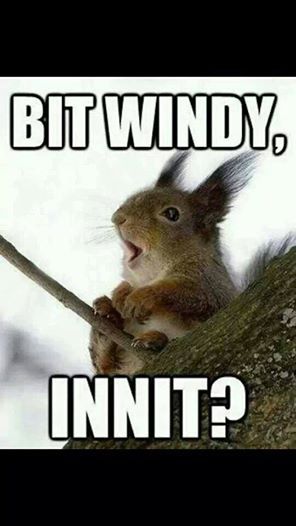 "Bit windy innit?" Windy Quotes Weather, Windy Weather Funny, Squirrel Quotes, Cold Weather Funny, Funny Squirrel Pictures, Weather Humor, Storm Weather, Weather Memes, Funny Weather