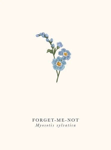 Drawing Forget Me Not Flower, Loves Me Loves Me Not, Do Not Forget Me Flower, Forget Me Not Print, Small Forget Me Not Flowers Tatoos, Forget Me Not Botanical Illustration, Paint Forget Me Not Flower, Forget Me Nots Drawing, Draw Forget Me Nots Flower