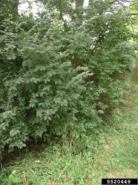 Invasive bush-honeysuckles | Missouri Invasive Plant Council Honeysuckle Bush, Bush Honeysuckle, Honeysuckle Plant, Live Earth, Honey Suckle, Honeysuckle Flower, Big River, Missouri Botanical Garden, Invasive Plants