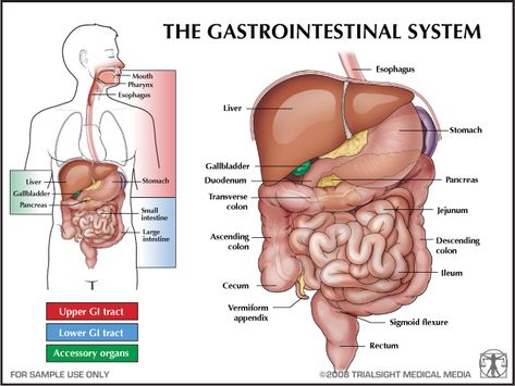 Health Education/Information - GI System Gi System, Gastrointestinal System, Reflux Disease, Gi Tract, Book Appointment, Body Systems, Acid Reflux, Anatomy And Physiology, The Human Body