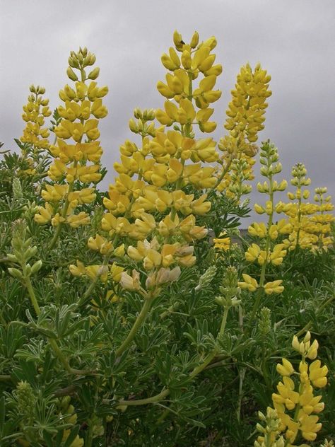 Lupinus arboreus Calflora California Plants, Pine Forest, North America, Herbs, Nursery, Google Search, Yellow, Plants