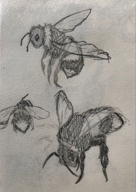 Bugs Drawing Reference, Aesthetic Bug Drawing, Bug Aethstetic, Bug Sketches Drawing, Bug Drawing Reference, Bug Drawing Insects, Bugs Drawing Sketches, Bee Pencil Drawing, Bee Drawing Ideas