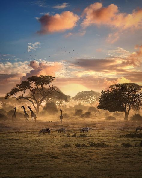 Zimbabwe Africa, African Jungle, Africa Photography, African Sunset, Landscape Photography Tips, Out Of Africa, African Wildlife, African Animals, African Safari