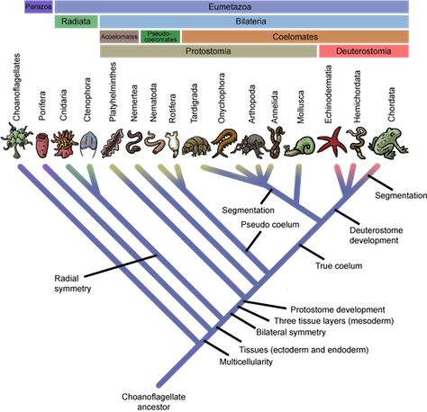 Phylogenetic Tree, Study Biology, Cnidaria, Co Teaching, Evolutionary Biology, Kingdom Animalia, Biology Notes, Rocket Science, Diagram Design