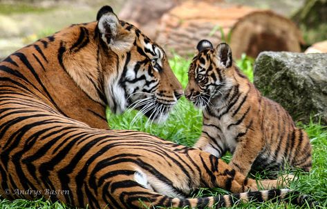 Sumatran tiger mom and cub | "Leanne" and "Jillian" the cub ... Cubs Tattoo, Baby Tigers, Sumatran Tiger, Tiger Love, Tiger Pictures, Siberian Tiger, Baby Tiger, Tiger Cub, Bengal Tiger