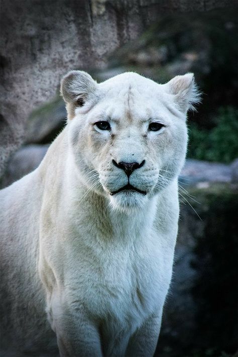 Albino Lion Aesthetic, White Panther Animal, White Lioness Aesthetic, White Lion Aesthetic, Albino Lion, Lioness Goddess, Wallpaper Lion, White Lioness, Lion White