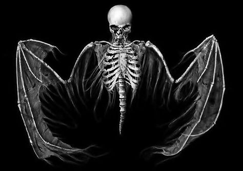 Winged skeleton Angel Sketch, Dead Can Dance, Animation References, Dark Artwork, Wings Art, Macabre Art, Dark And Twisted, Skeleton Art, Creepy Art