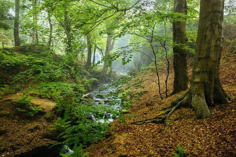 Peak District, National Forest, Spring And Fall, Great Britain, Trees To Plant, The National, Landscape Paintings, Beautiful Places, Country Roads