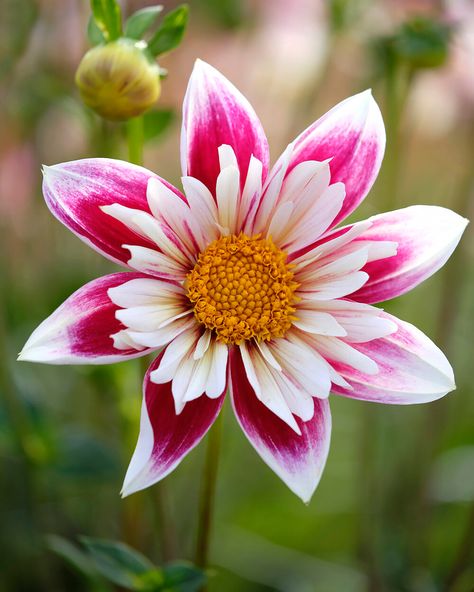 Farmer Gracy, Summer Bulbs, Full Sun Plants, Patio Pots, Sun Plants, Plant Spacing, Language Of Flowers, Floral Photography, Dahlia Flower