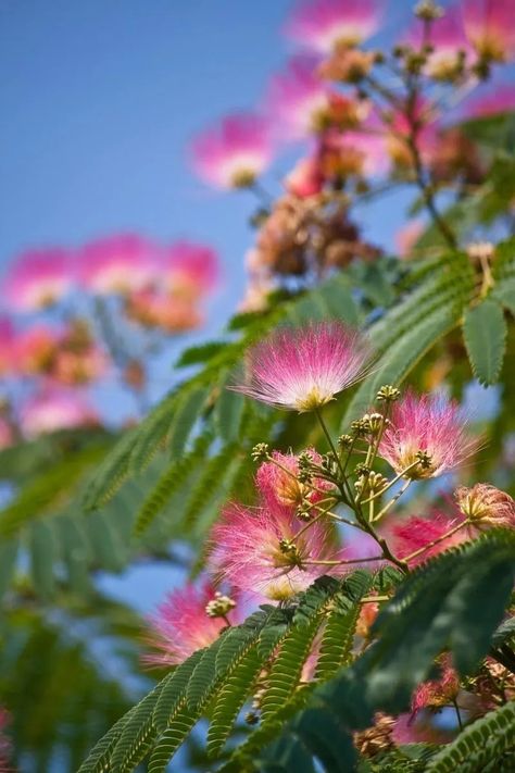 Albizia Julibrissin, Plants, Pink