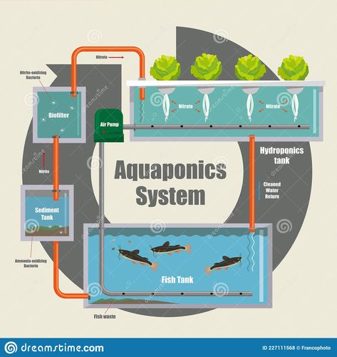 Hydroponic Gardening Diy, Aquarium Sump, Aquaponics Greenhouse, Backyard Aquaponics, Aquaponics Diy, Vegetable Planters, Aqua Culture, Farming Techniques, Aquaponic Gardening