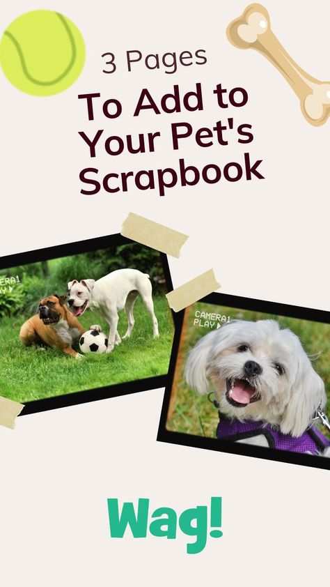 The image shows an illustrated tennis ball and bone. The image also shows two printed photos of dogs with tapped to appear as a scrapbook feel. The image reads, "3 Pages To Add to Your Pet's Scrapbook". Pet Scrapbook Layouts, Pet Scrapbook, Page Ideas, Scrapbooking Diy, Scrapbook Layout, Diy Stuffed Animals, Layout Ideas, Photo Albums, Scrapbook Albums