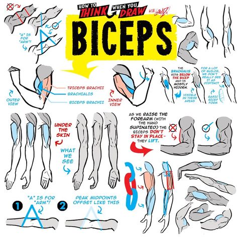 EtheringtonBrothers on X: "BICEPS from the How to THINK When You Draw ENCYCLOPEDIA - the world’s ONLY encyclopedia of drawing tutorials, posted up FREE for EVERYONE, FOREVER, with NEW & CLASSIC tutorials coming up EVERY DAY right here only on our twitter :) #gamedev #manga #conceptart #illustration https://t.co/DxLEV0e9CT" / X Muscles Drawing Tutorial, Arm Muscles Drawing, Buff People, Buff Arms, Drawing Wrinkles, Etherington Brothers, Comic Tutorial, Art Advice, How To Think