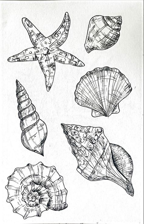 Seashell Drawing Aesthetic, Shell Ink Drawing, Gcse Art Sketchbook Shells, Sea Ink Drawing, Gcse Art Sketchbook Under The Sea, Ocean Themed Sketches, Beachy Sketch, Shells Doodle, Seabed Drawing