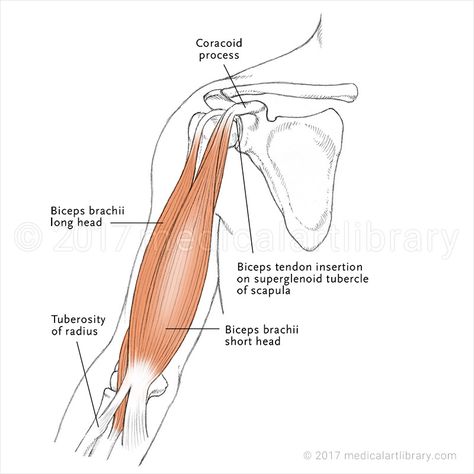 Musculoskeletal Archives - Page 3 of 4 - Medical Art Library Biceps Brachii Muscle, Massage Therapy School, Biceps Brachii, Art Library, Arm Muscles, Medical Art, School Help, Massage Therapy, Anatomy