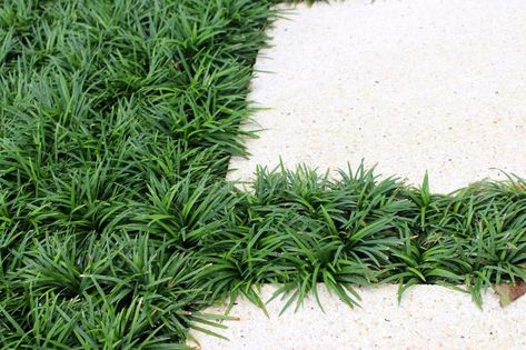 Mondo grass between pathway. Close up of Mondo grass between pathway with natura , #spon, #pathway, #grass, #Mondo, #background, #natural #ad Grass Between Pavers, Monkey Grass, Sedum Plant, Japanese Plants, Gardens Of The World, Growing Orchids, Plant Tags, Natural Background, Grass Seed