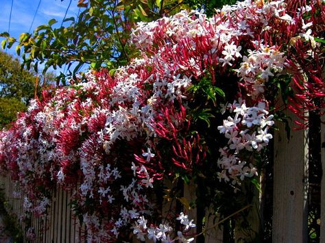 VINE Pink Jasmine - Jasminum Polyanthum can bloom year round in bay area, evergreen, intensely fragrant, and wants to go up like this photo and ramble over the top, maybe that isn't such a bad thing? Pink Jasmine, Evergreen Vines, Jasmine Plant, Balcony Flowers, Garden Vines, Wax Flowers, Fragrant Flowers, Shade Plants, Perennial Plants