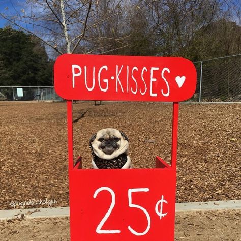 Anjing Pug, Pugs And Kisses, Baby Pugs, Pug Pictures, A Pug, Pug Puppies, Pugs Funny, Funny Dog Pictures, Pug Lover