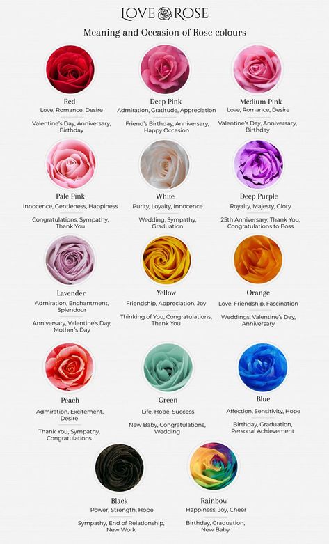 Rose Colour Meaning Guide Blue Rose Meaning, Color Meaning Chart, Rose Flower Colors, Different Color Roses, Rose Color Meanings, Rose Meaning, Color Knowledge, Rose Flower Pictures, Types Of Roses