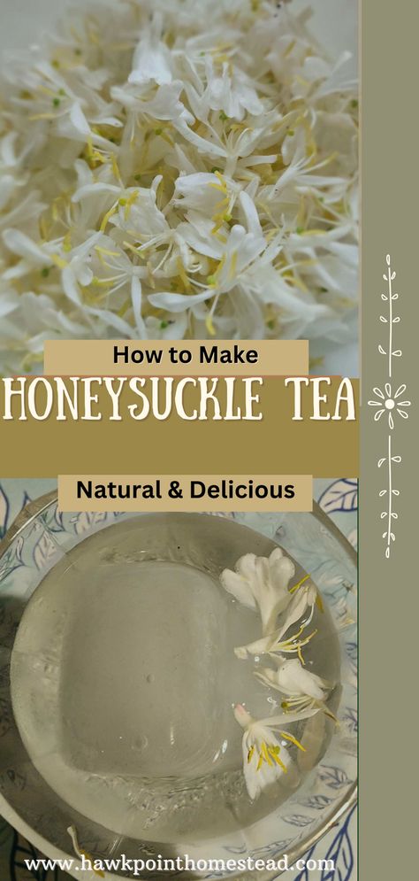 This is a refreshing tea that captures the subtle flavor of honeysuckle. Easy to make and also good for you! It is so wonderful to make a refreshing tea from honeysuckle flowers growing in the wild. Honeysuckle tea is so easy to make, with only 2 ingredients, honeysuckle and water! Making refreshing teas from flowers, herbs or weeds is such a great and beneficial thing to do. Apple Blossom Recipe, Honeysuckle Tea, Honeysuckle Flowers, Wild Honeysuckle, Making Iced Tea, How To Make Rose, Flowers Growing, Honeysuckle Flower, Iced Tea Recipes