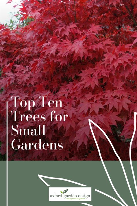 🌳Ideas for small trees for landscaping 🌳 10 top small trees for garden design 🌳expert top tips for small trees 🌳these trees are suitable for small gardens in southern areas of the UK (US Zone 9) Small Trees For Landscaping, Trees For Garden, Small Garden Uk, Trees For Landscaping, Trees For Small Gardens, Plants For Small Gardens, Small Trees For Garden, Espalier Fruit Trees, Tiny Garden Ideas