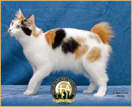 Calico Japanese Bobtail Japanese Bobtail Cat, American Bobtail Cat, American Bobtail, Pet Finder, Japanese Bobtail, American Curl, Bobtail Cat, Cat Oc, Cat Reference